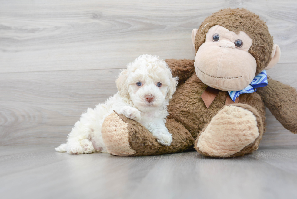 Funny Cockapoo Poodle Mix Pup