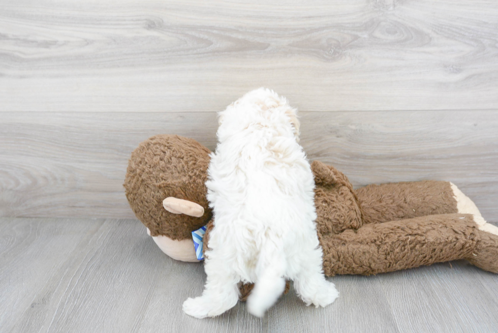 Popular Cockapoo Poodle Mix Pup