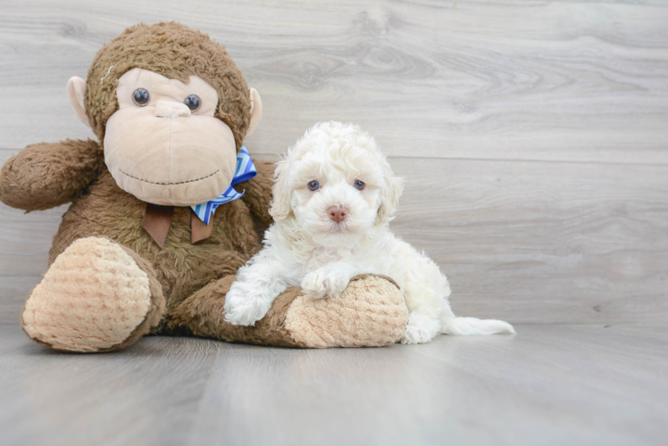 Hypoallergenic Cockerpoo Poodle Mix Puppy