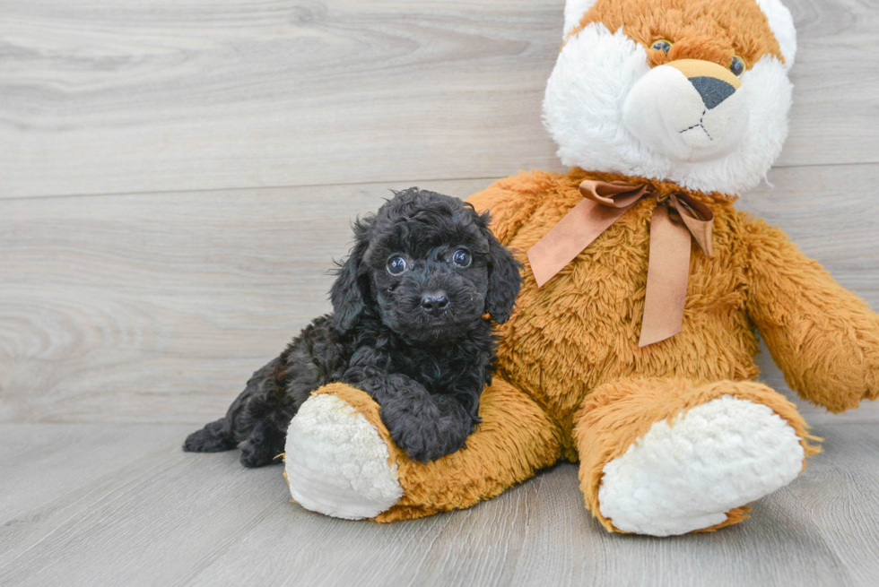 Cockapoo Puppy for Adoption