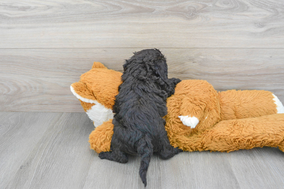 Adorable Cockerpoo Poodle Mix Puppy