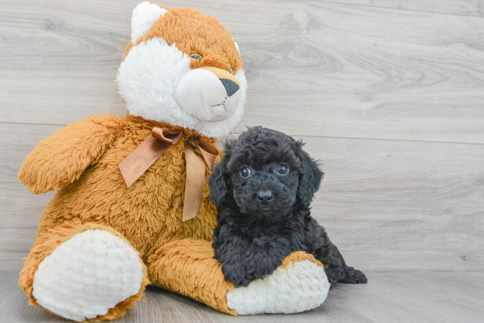Cockapoo Puppy for Adoption