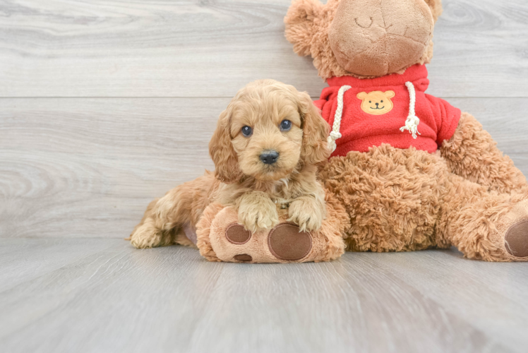 Best Cockapoo Baby