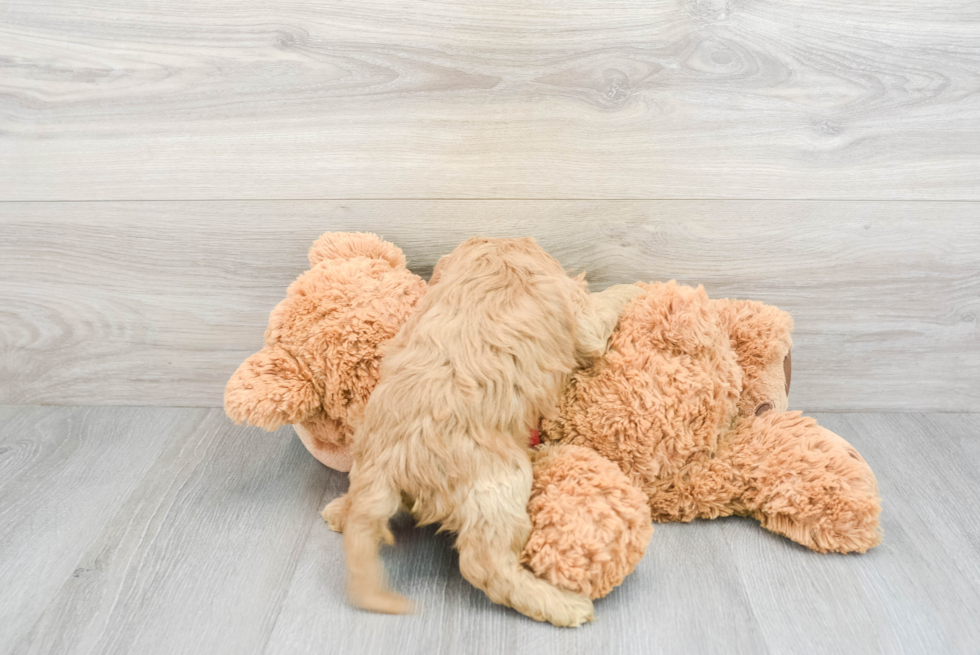 Cockapoo Pup Being Cute