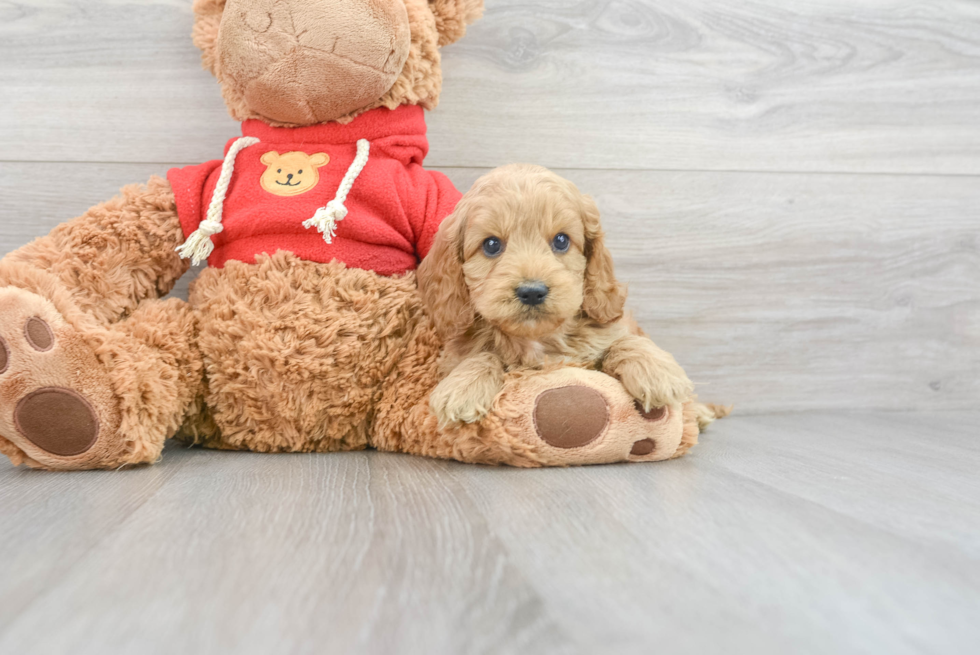 Cockapoo Puppy for Adoption