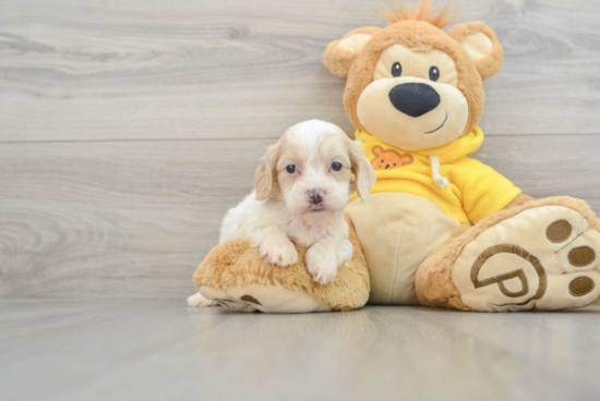 Smart Cockapoo Poodle Mix Pup