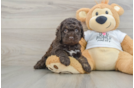Cockapoo Puppy for Adoption