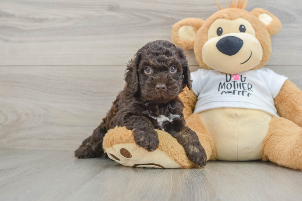 Cockapoo Puppy for Adoption