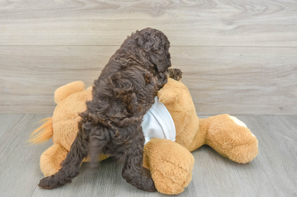 Cockapoo Pup Being Cute