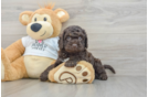 Cockapoo Puppy for Adoption