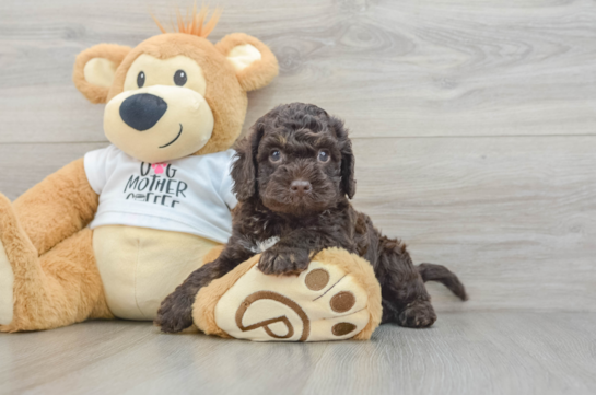 Cockapoo Puppy for Adoption