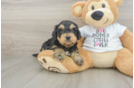 Cockapoo Puppy for Adoption
