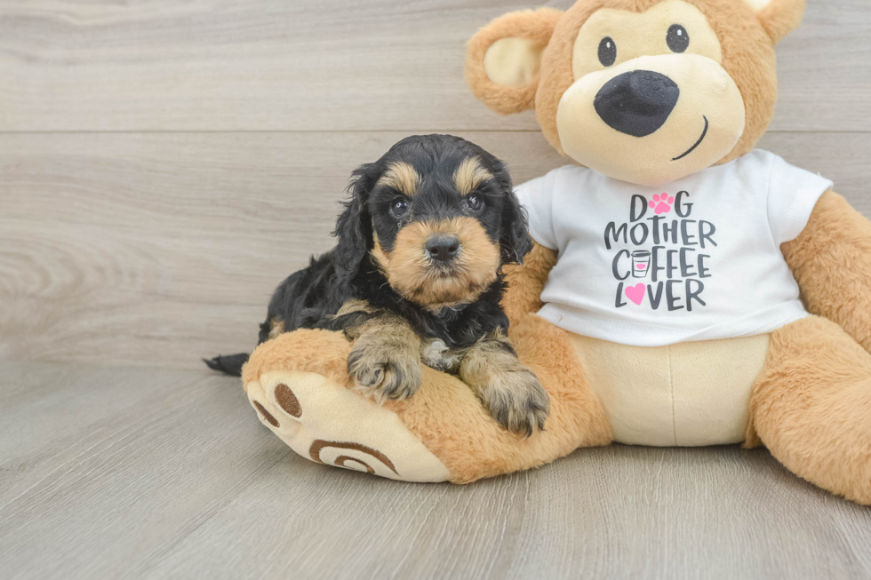 Cockapoo Puppy for Adoption
