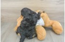 Petite Cockapoo Poodle Mix Pup