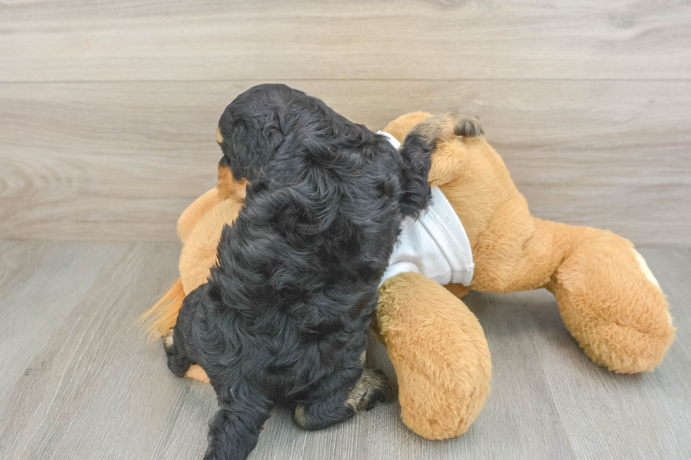 Petite Cockapoo Poodle Mix Pup