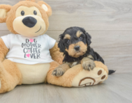 6 week old Cockapoo Puppy For Sale - Premier Pups