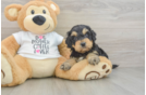 Cockapoo Pup Being Cute