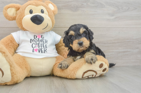 Cockapoo Pup Being Cute