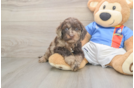 Cute Cockapoo Baby