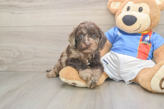 Cute Cockapoo Baby