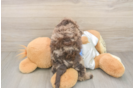 Cockapoo Puppy for Adoption
