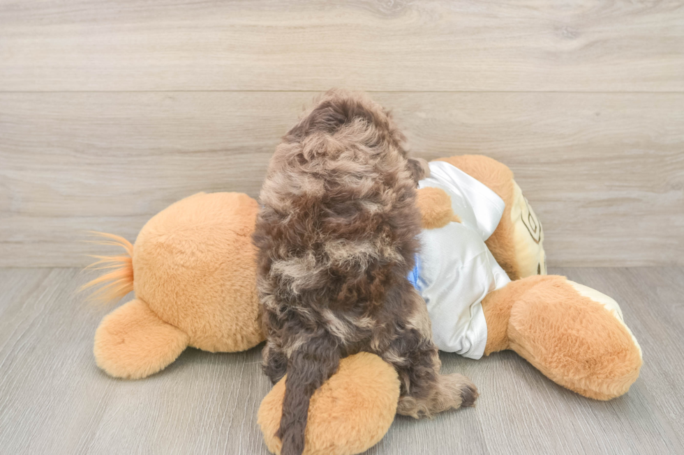 Cockapoo Puppy for Adoption