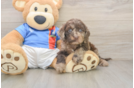 Small Cockapoo Baby
