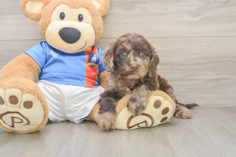 Small Cockapoo Baby