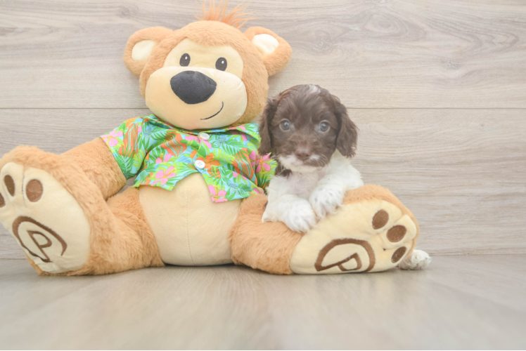 Little Cocker Doodle Poodle Mix Puppy