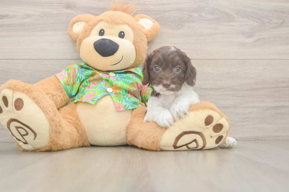 5 week old Cockapoo Puppy For Sale - Premier Pups