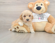 6 week old Cockapoo Puppy For Sale - Premier Pups