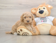 5 week old Cockapoo Puppy For Sale - Premier Pups