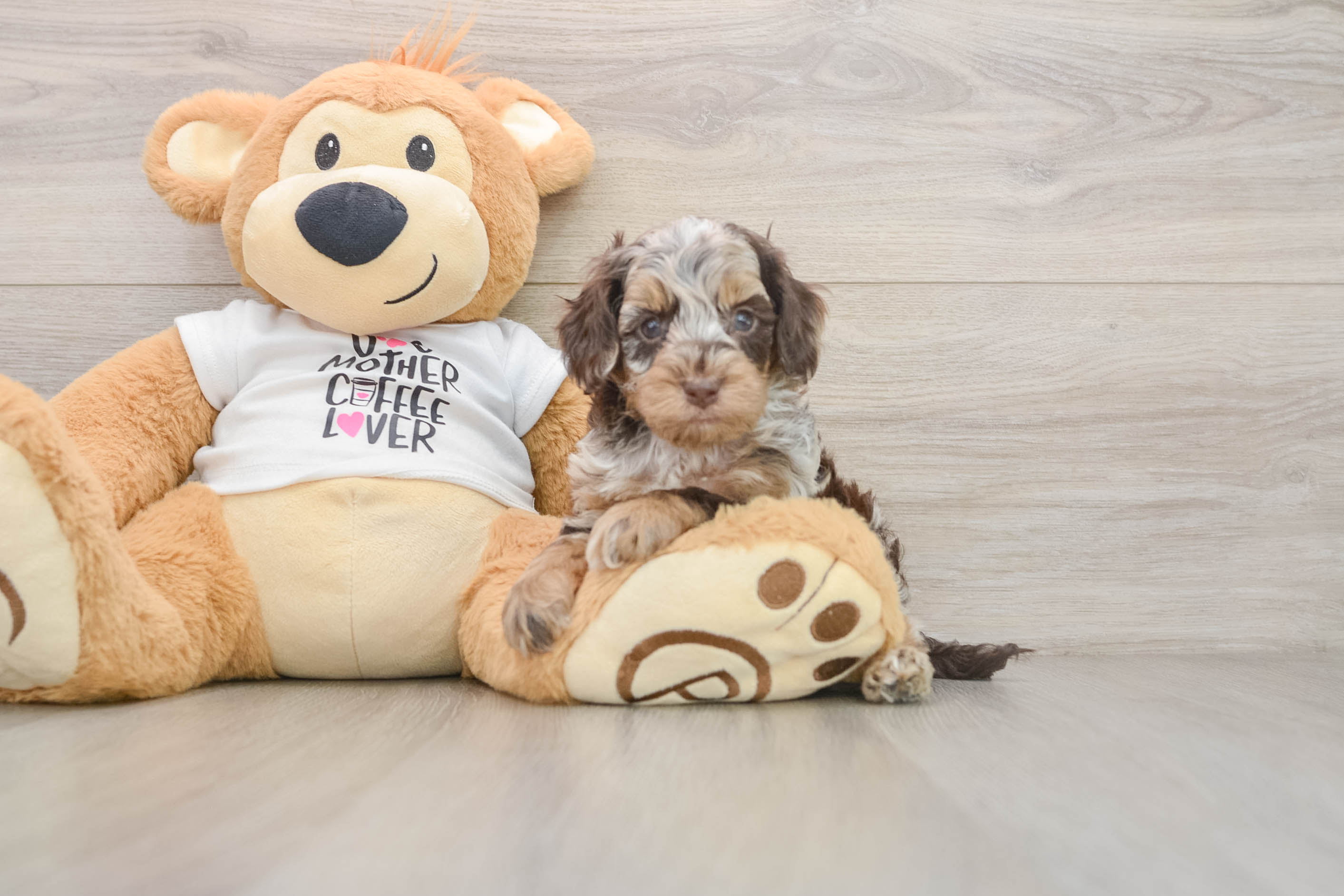 Best Cockapoo Baby