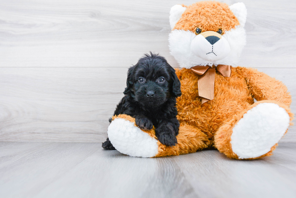 Petite Cockapoo Poodle Mix Pup