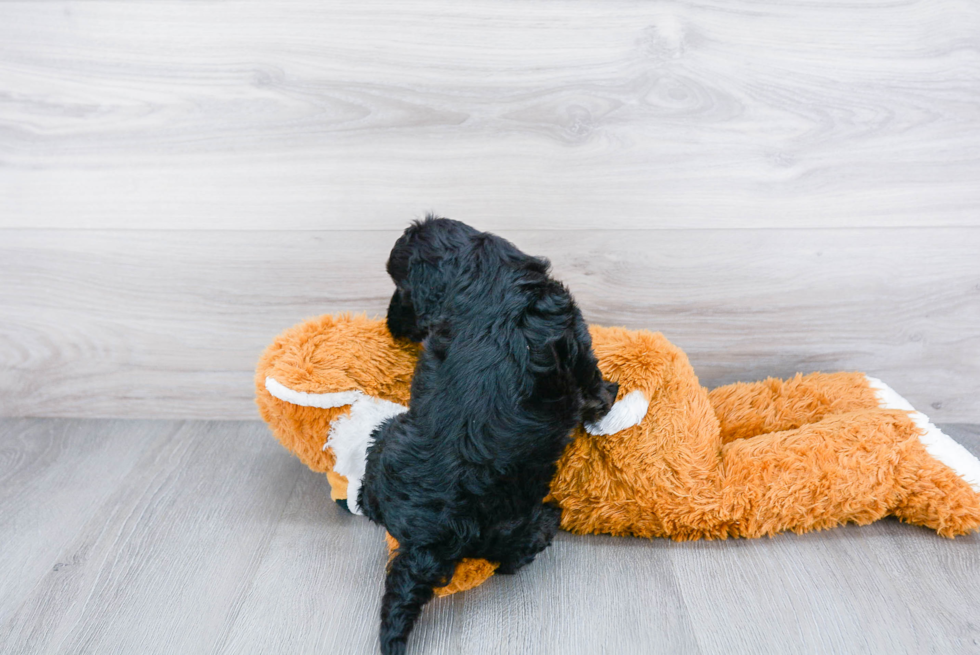 Cockapoo Puppy for Adoption