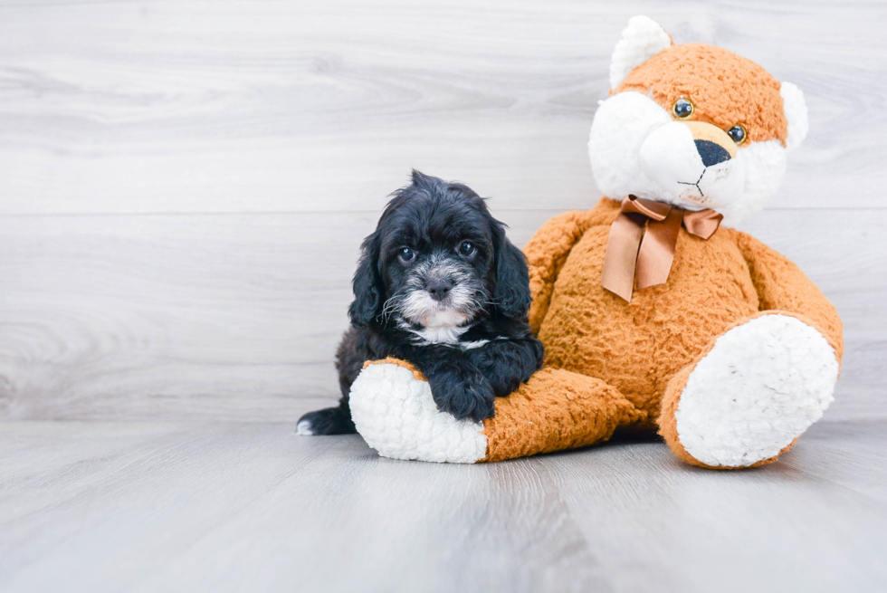 Popular Cockapoo Poodle Mix Pup