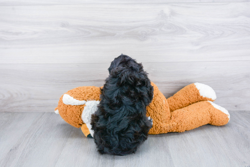 Sweet Cockapoo Baby