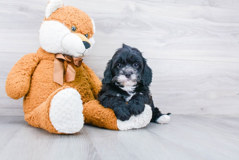 Cockapoo Puppy for Adoption