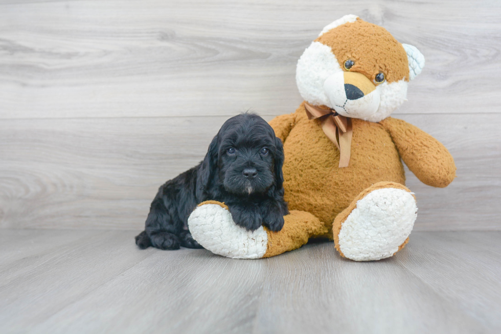 Funny Cockapoo Poodle Mix Pup