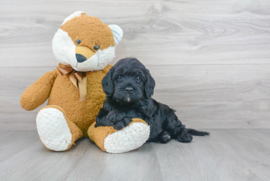 Cockapoo Puppy for Adoption