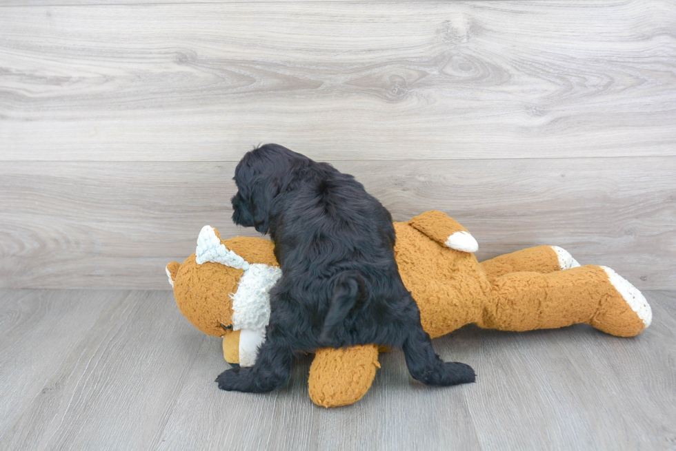 Little Cockerpoo Poodle Mix Puppy