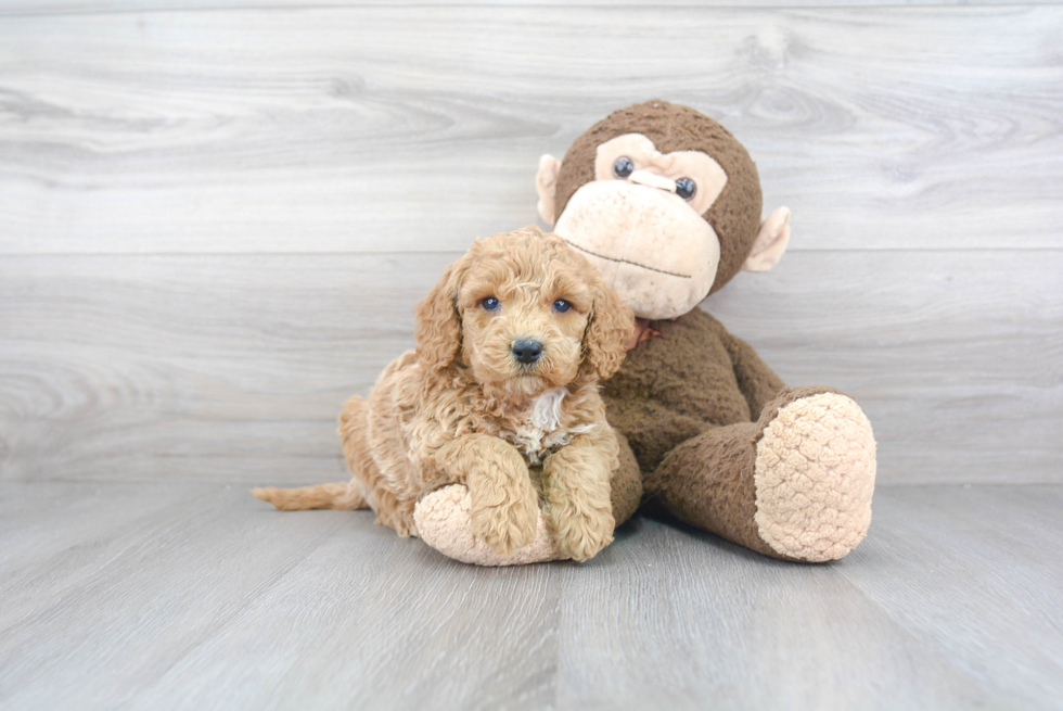 Cockapoo Puppy for Adoption