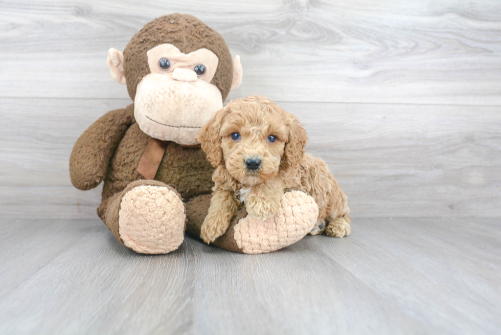 Smart Cockapoo Poodle Mix Pup