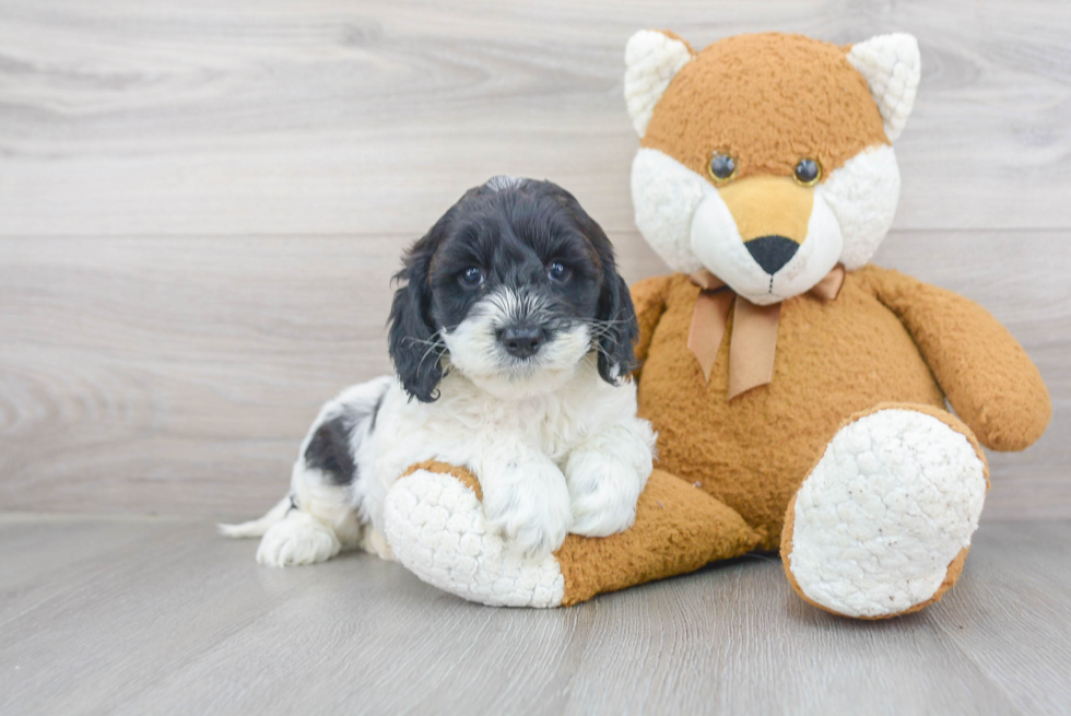 Cockapoo Puppy for Adoption