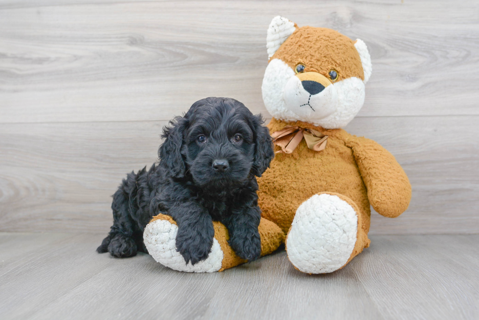 Best Cockapoo Baby