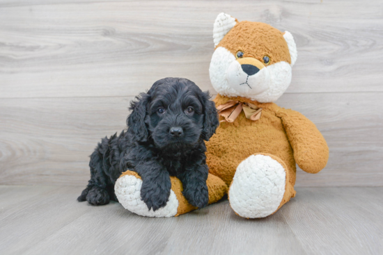 Best Cockapoo Baby