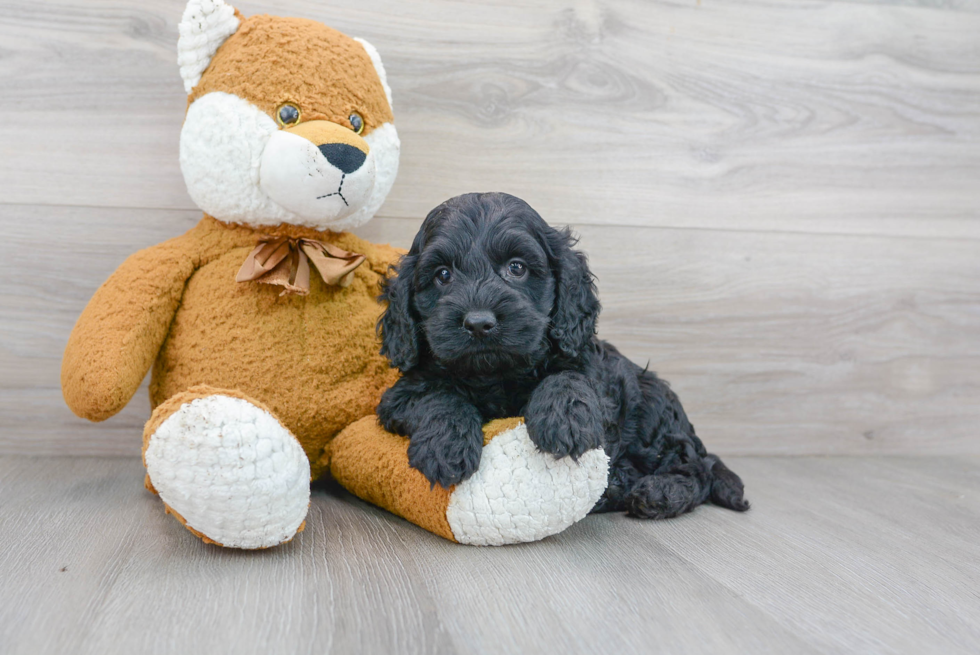 Little Cockerpoo Poodle Mix Puppy