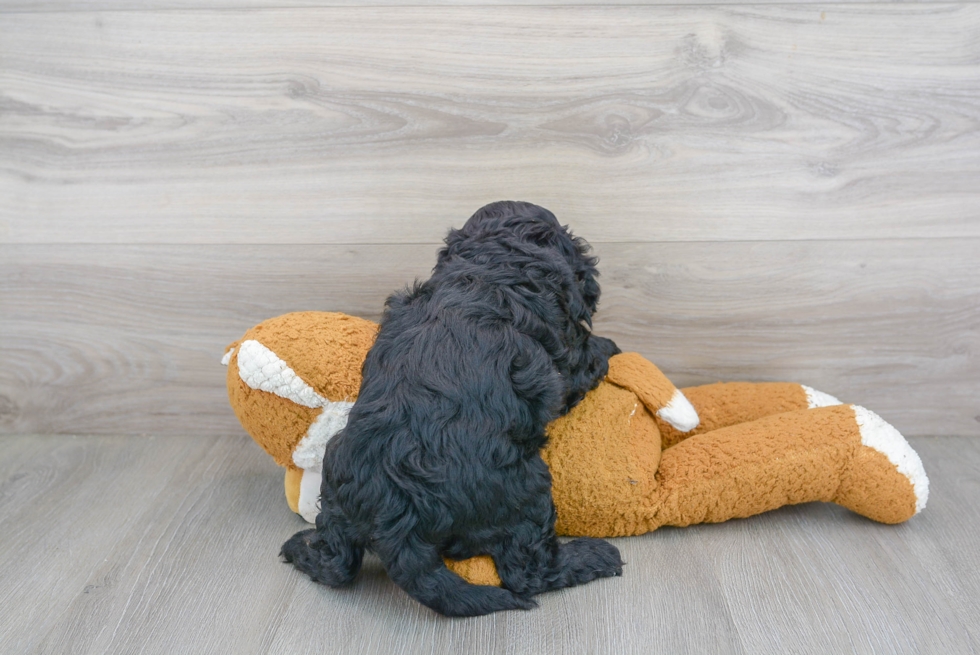 Fluffy Cockapoo Poodle Mix Pup