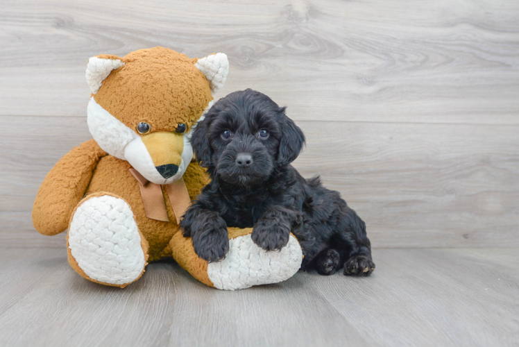 Fluffy Cockapoo Poodle Mix Pup