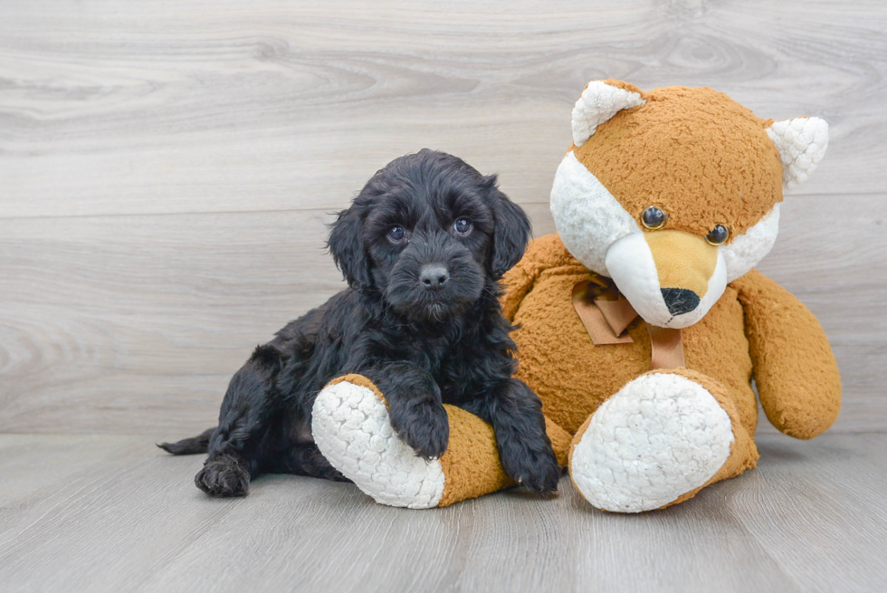 Popular Cockapoo Poodle Mix Pup